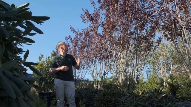 Слива pissardi Nigra смотреть онлайн