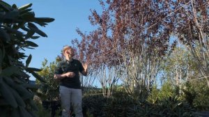 Слива pissardi Nigra