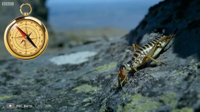 Они Вообще с Нашей Планеты? Самые Большие Насекомые в Мире смотреть онлайн