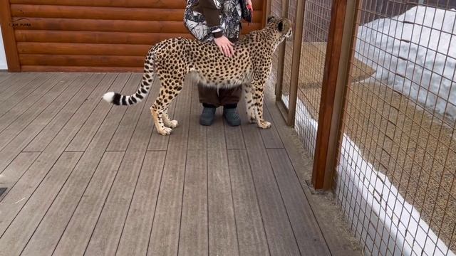 Чудо-зверь у Герды в гостях смотреть онлайн