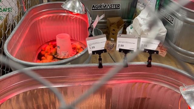 ПРИЕХАЛИ ЗА ЦЫПЛЯТАМИ/ШЁЛКОВЫЕ КУРЫ/США/ смотреть онлайн