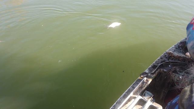 ЧИСТАЯ РЕКА_Рейд 33_сезон 4_2020 смотреть онлайн