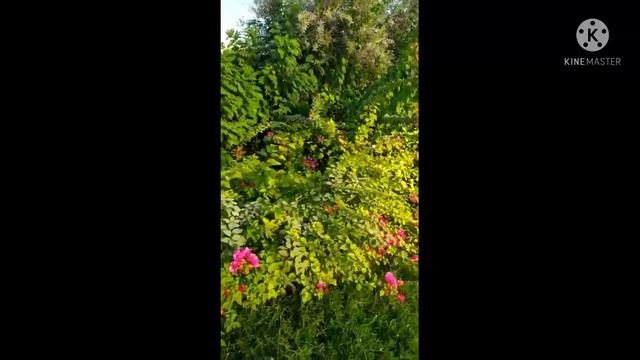 best quran recitation ever abdul basit abdul samad #faanidunyaofficial смотреть онлайн