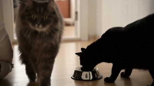 Они не понимали, почему кoшка не любила няню. Правда их шокировала! смотреть онлайн