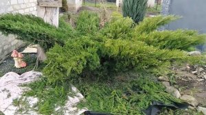 Стрижка можевельника, топиарные формы, мой сад.