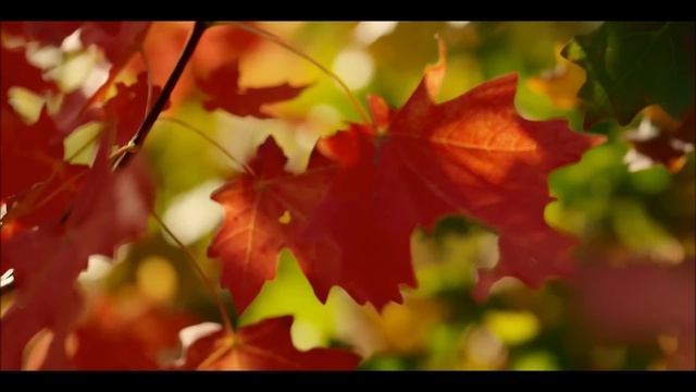 Инструментальная музыка природы. Музыка для души. Красивая музыка без слов. Музыка релакс. смотреть онлайн