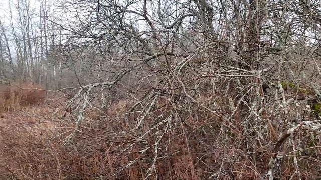 Тырим черенки яблони смотреть онлайн