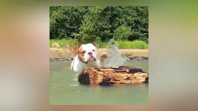Забавные моменты с собаками. Американские бульдоги. Funny dogs Ambully смотреть онлайн