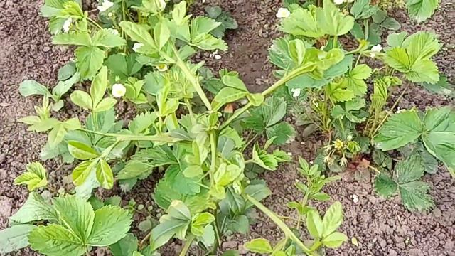 Понцирус трёхлисточковый, Трифолиата, Лимон трёхлисточковый, Citrus trifoliata, Poncirus trifoliata смотреть онлайн