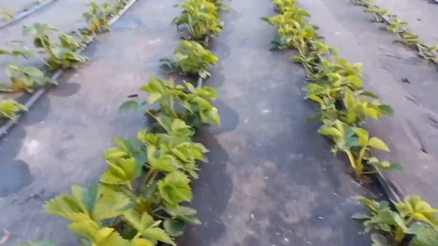 Как спасти клубнику от весенних заморозков.