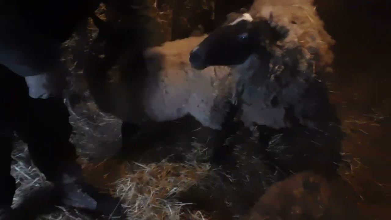 Романовские овцы Весенняя стрижка копыт! смотреть онлайн