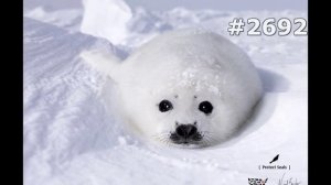 #2692. Тюлени, морские львы и морские котики (В мире животных)