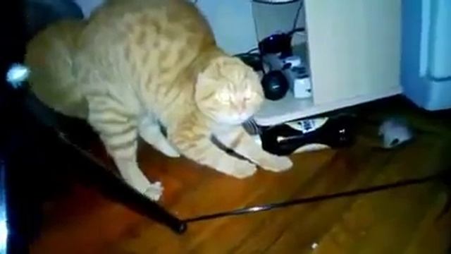 Безумный кот, боится букета цветов смотреть онлайн