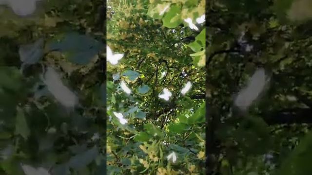 #липа #липа #мёд #из #липы