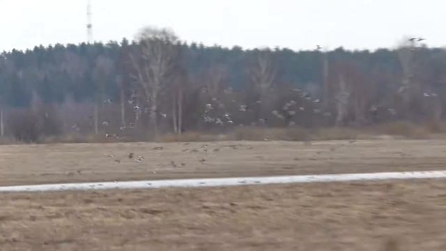 Московская обл неделя до весенней охоты смотреть онлайн