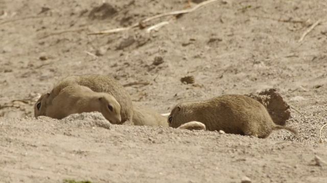 Суслики Горные