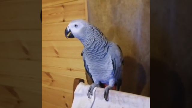 Жако отличаются высоким интеллектом и желанием общаться Ч.12 смотреть онлайн