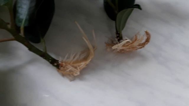 ПРАВИЛА укоренения ФИКУСА. 100% результат смотреть онлайн