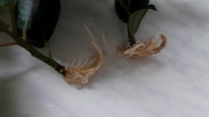 ПРАВИЛА укоренения ФИКУСА. 100% результат