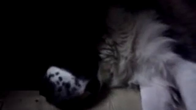 Собачий храп смотреть онлайн