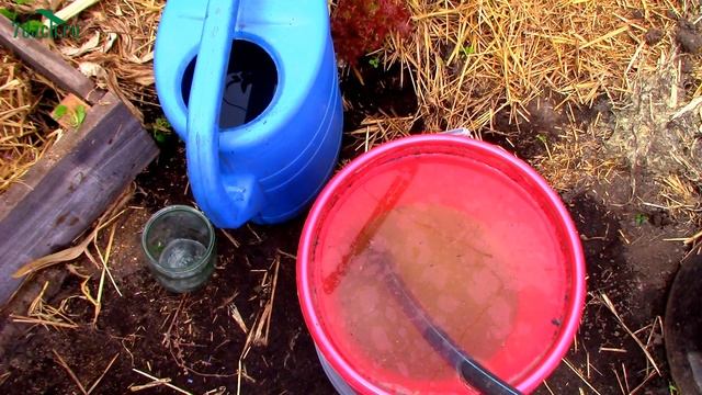 Подкормка томатов: ЗОЛА и ЙОД - 7 дач смотреть онлайн