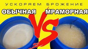 БРАГА БЫСТРО. УСКОРЕНИЕ СБРАЖИВАНИЯ. БАНКА И МРАМОР В БРАГЕ. БРАГА ЗА ТРИ ДНЯ НА СУХИХ ДРОЖЖАХ