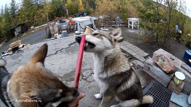 Лайки-сладкоежки смотреть онлайн