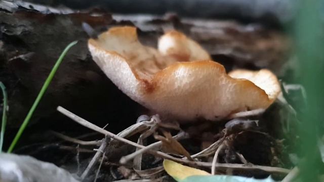 Polyporus tuberaster in my garden смотреть онлайн