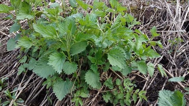 Жжется, а хороша! Рецепты с крапивой. смотреть онлайн