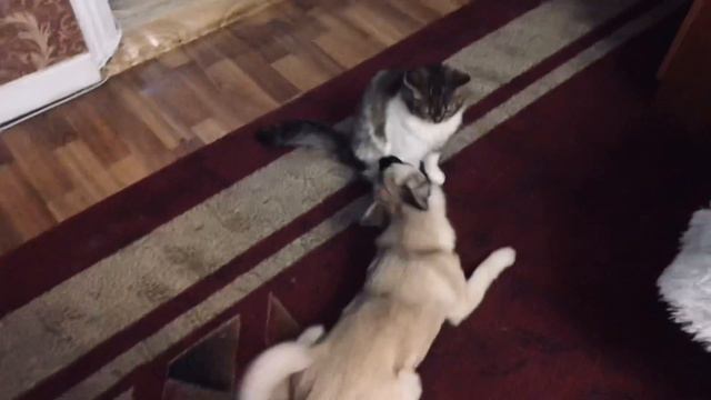 Когда сказали что еду нужно заслужить 😸гаврики начали делать представление 🐶😸❤️ смотреть онлайн