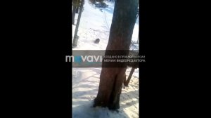 Суицидники