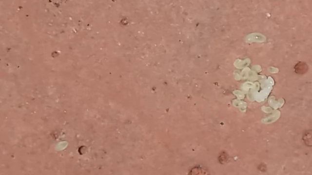 муравьи лазиус Нигер😁 смотреть онлайн