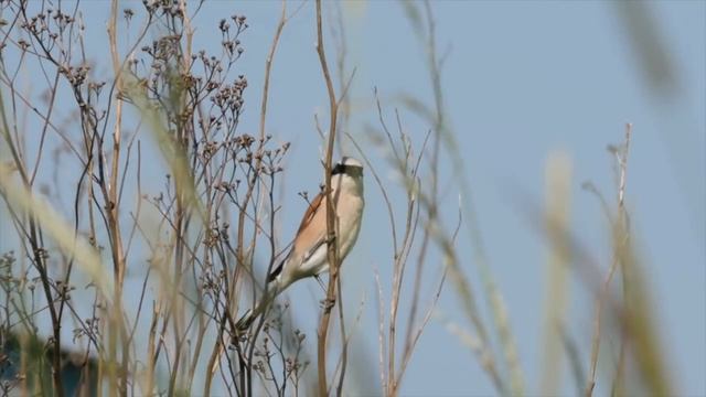 Обыкновенный жулан - Lanius collurio смотреть онлайн