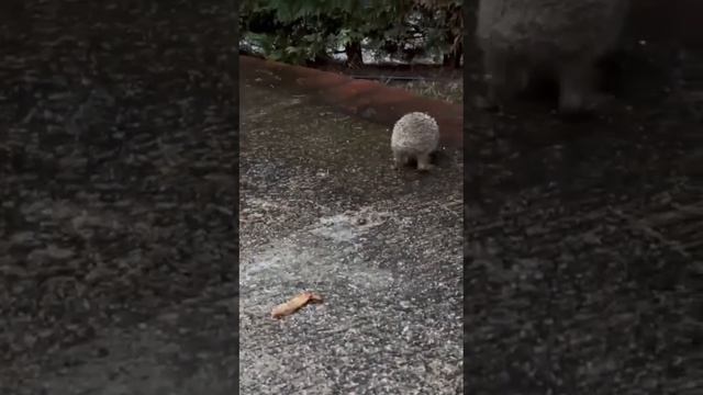 У ежика больная лапка смотреть онлайн