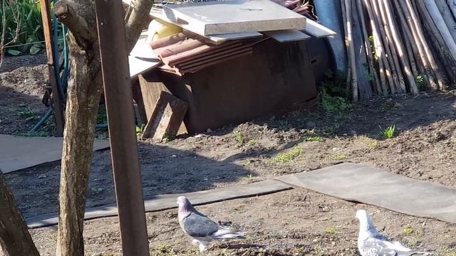 10.04.19. Такла своеобразная порода голубей. Takla is a peculiar breed of pigeons. смотреть онлайн
