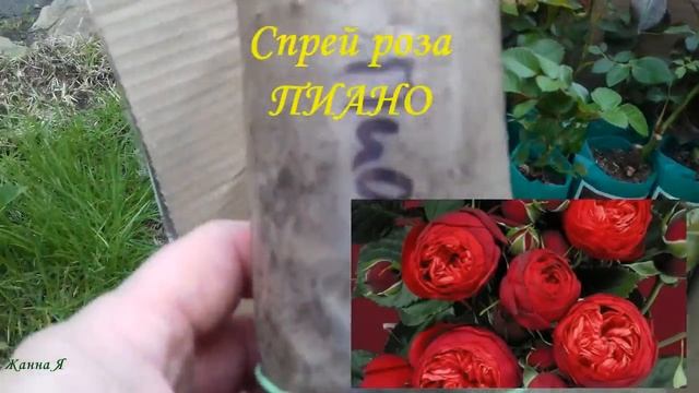 Обзор роз от оранжереи ВЕРОВИКА смотреть онлайн