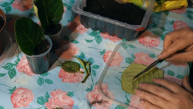 Пересадка Глоксинии Размножение листом Комнатные Цветы. смотреть онлайн