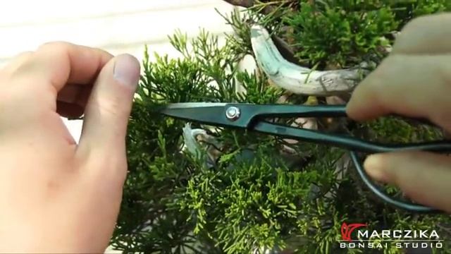 Juniperus Sabina - Nehézszagú boróka ritkítás смотреть онлайн