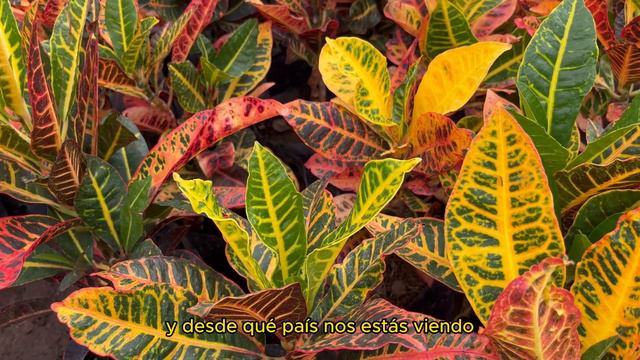 Cuidados y consejos para tener una planta Croton смотреть онлайн
