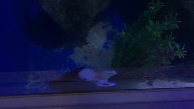 Massive Cichlid eaten by a Sharks смотреть онлайн