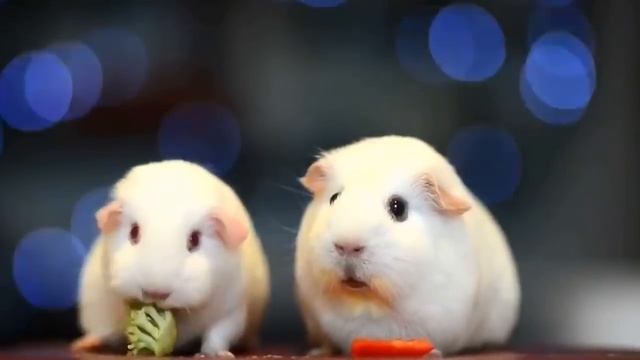 У морской свинки случился экзистенциальный кризис / Existential crisis смотреть онлайн