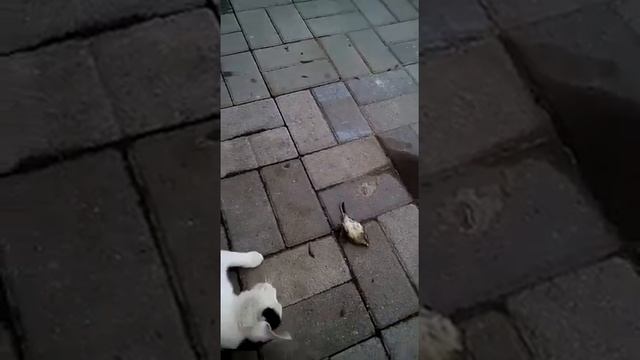 Кекс ест воробья смотреть онлайн