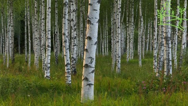 Синица и Соловей Пение птиц в берёзовой роще смотреть онлайн