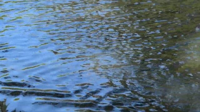 pansonic hc-vxf1 ducks and chicks slowmotion 1. смотреть онлайн