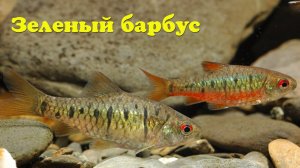 Зеленый барбус - Barbodes semifasciolatus