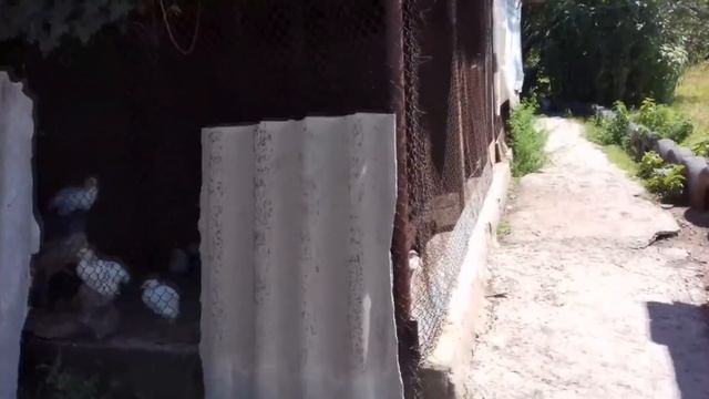 Цыплята светлой Брамы нам 1 месяц смотреть онлайн