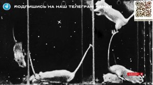 Самый нашумевший эксперимент с мышами. Рай из которого невозможно убежать.