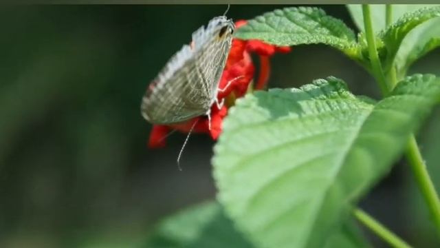 Самые красивые бабочки? Размножение бабочек?Beautiful butterflies? смотреть онлайн