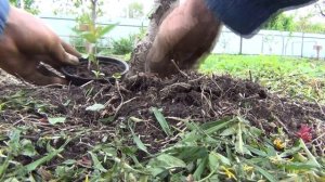 КАК вырастить ПЕРСИК из косточки