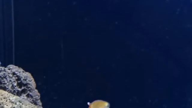 SilverTip Tetra (Hasemania nana) Slo-mo смотреть онлайн